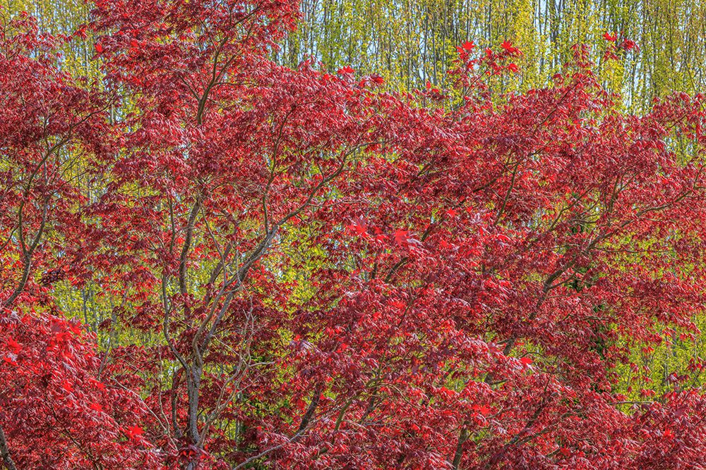 USA-Washington-Seabeck. Fall color in Spring